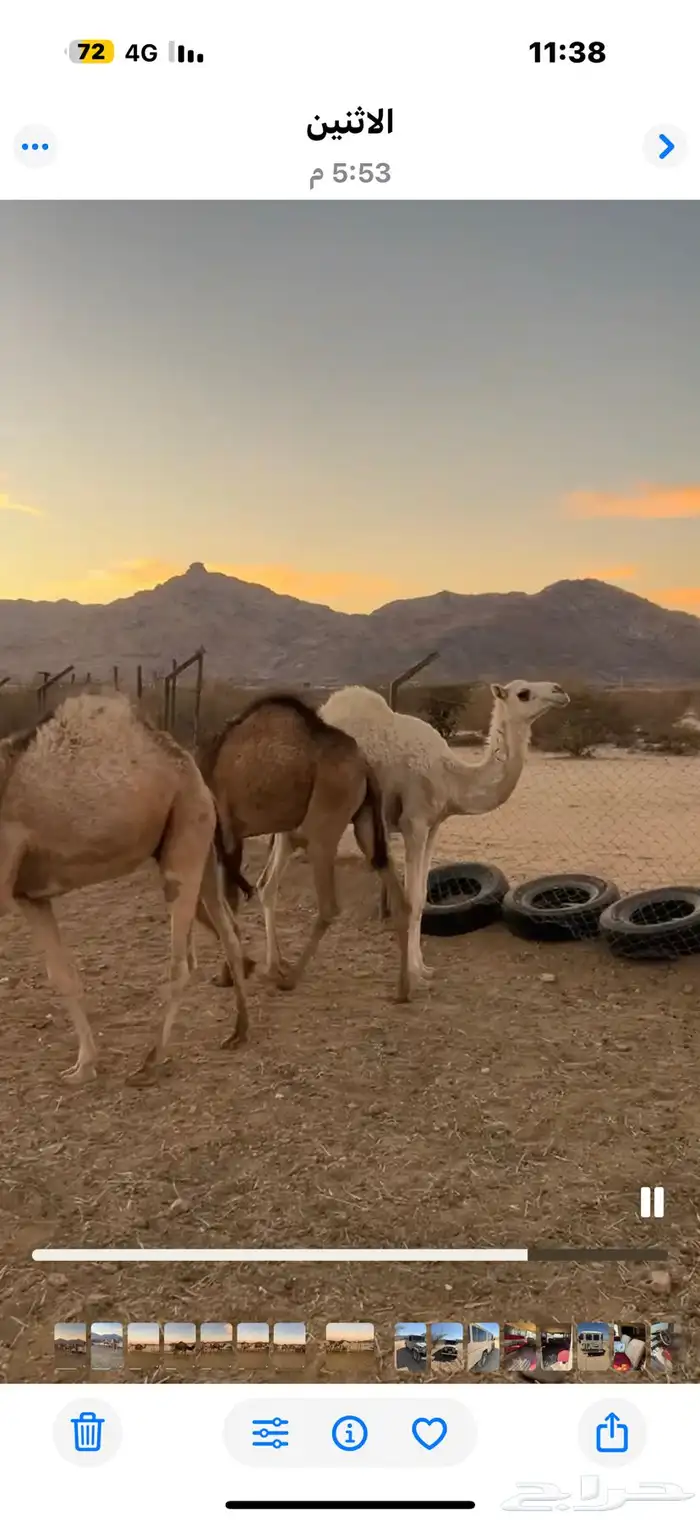 حشوان قعدان وبكار فل شحم 0