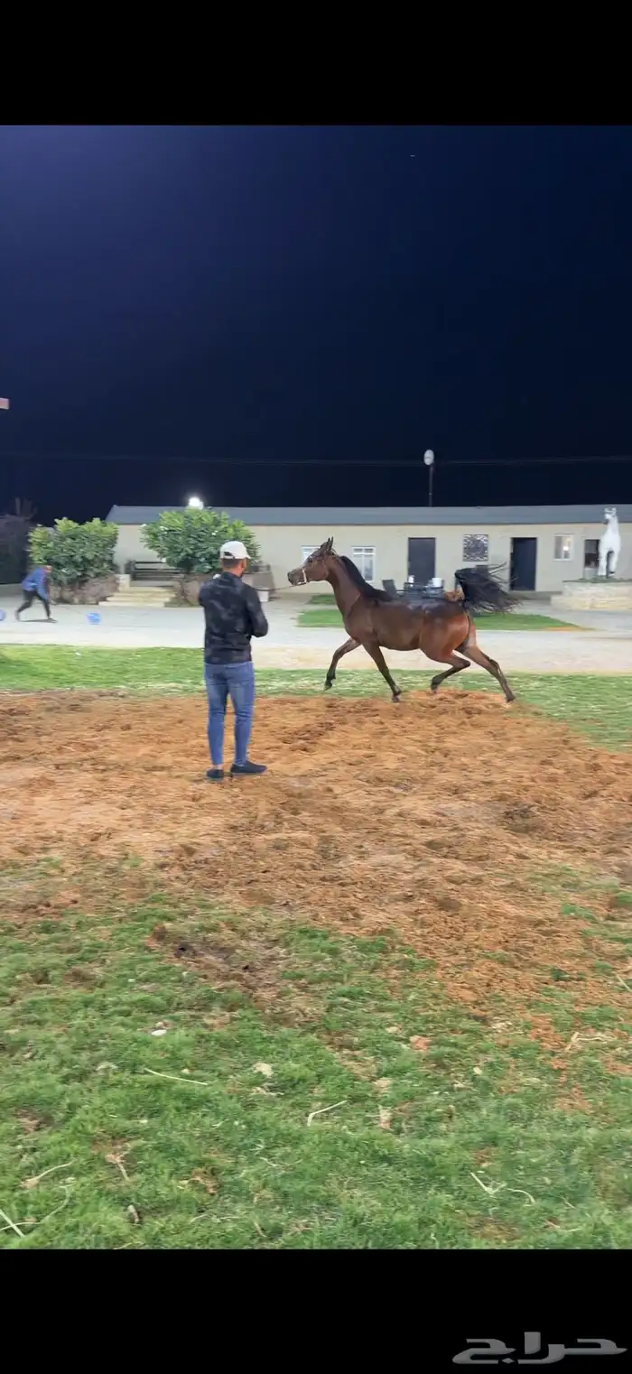 مهره واهو بنت البطل رويال انفكتوس 1