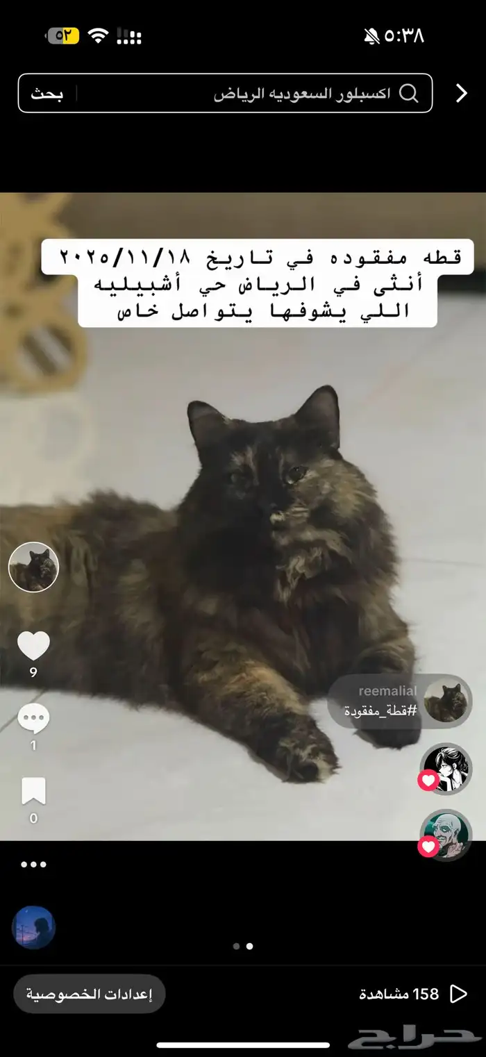 قطة مفقودة 1