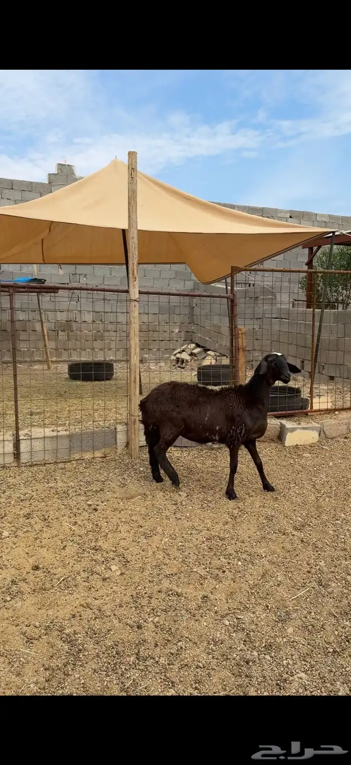 طليان وتيوس وسواكن ذبائح للبيع كاش و تمارا يوجد ذبح وتوصيل 22