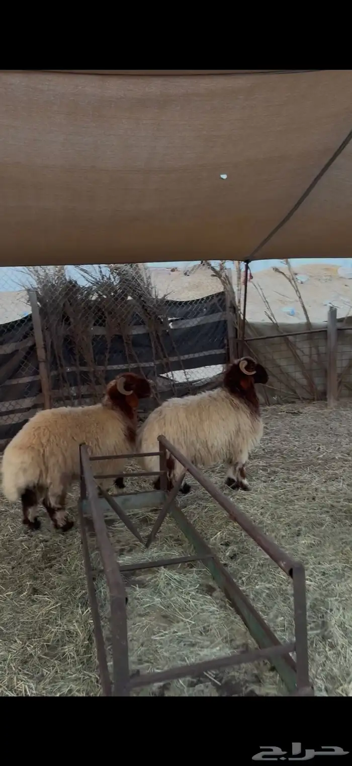 ذبايح نعيم جذعان مفاطيح وجذعان حري ناهيه 1