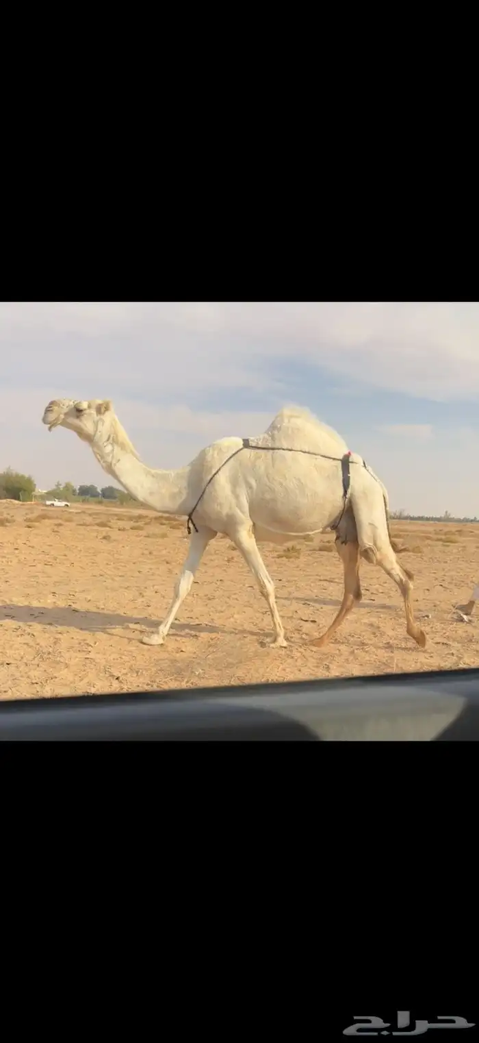 الخلفه الوضحا الكفو 2