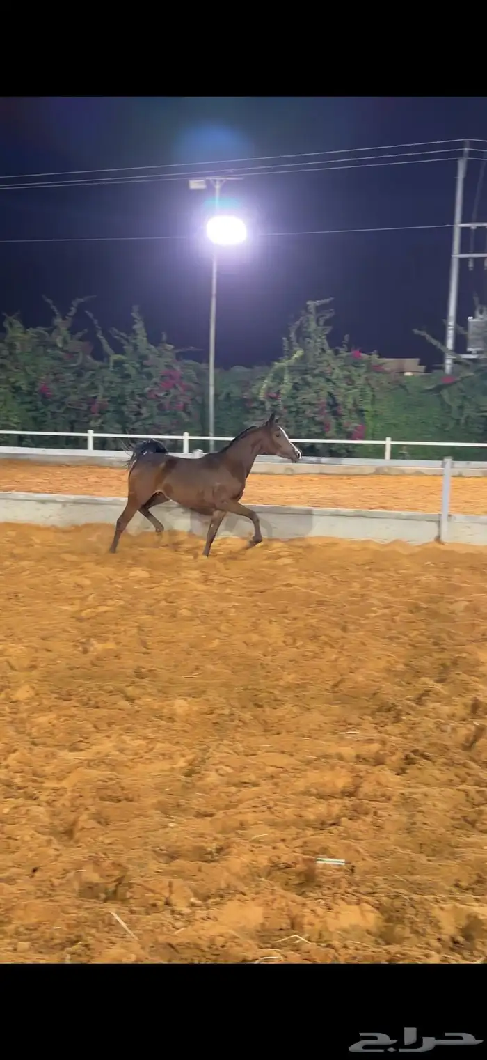 مهره واهو بنت البطل رويال انفكتوس 2