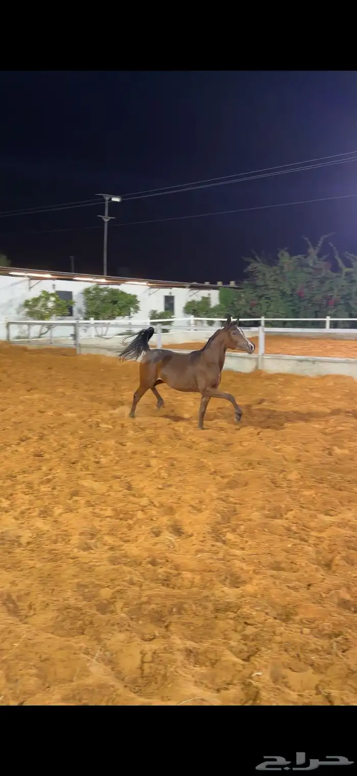 مهره واهو بنت البطل رويال انفكتوس 0