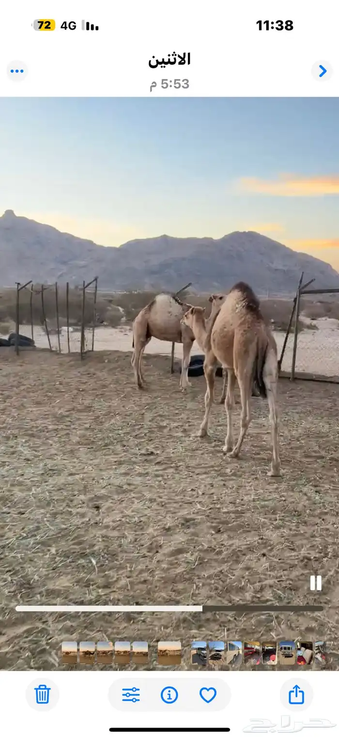 حشوان قعدان وبكار فل شحم 2