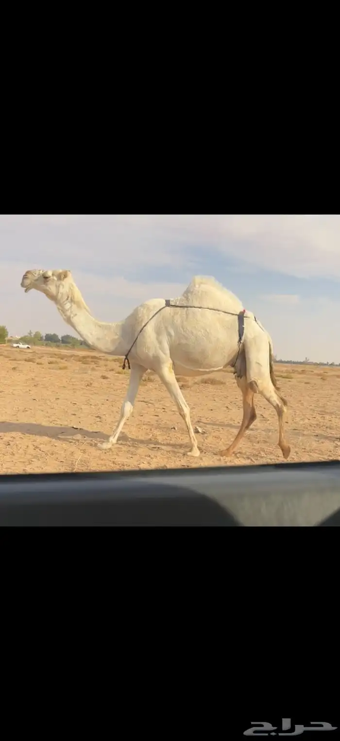 الخلفه الوضحا الكفو 3