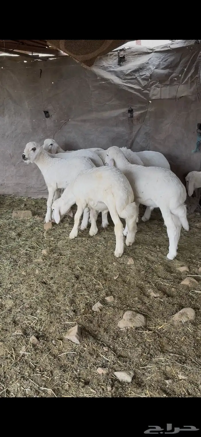 طليان حري 8 1