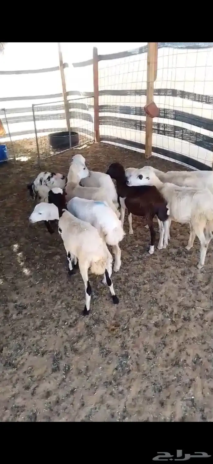 8 رخال رفيديات بلدي ومهجنات تم البيع تم البيع 0