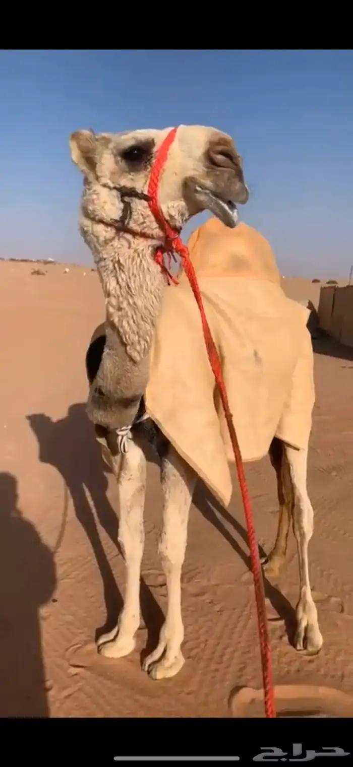 بعير طيب منتج 7