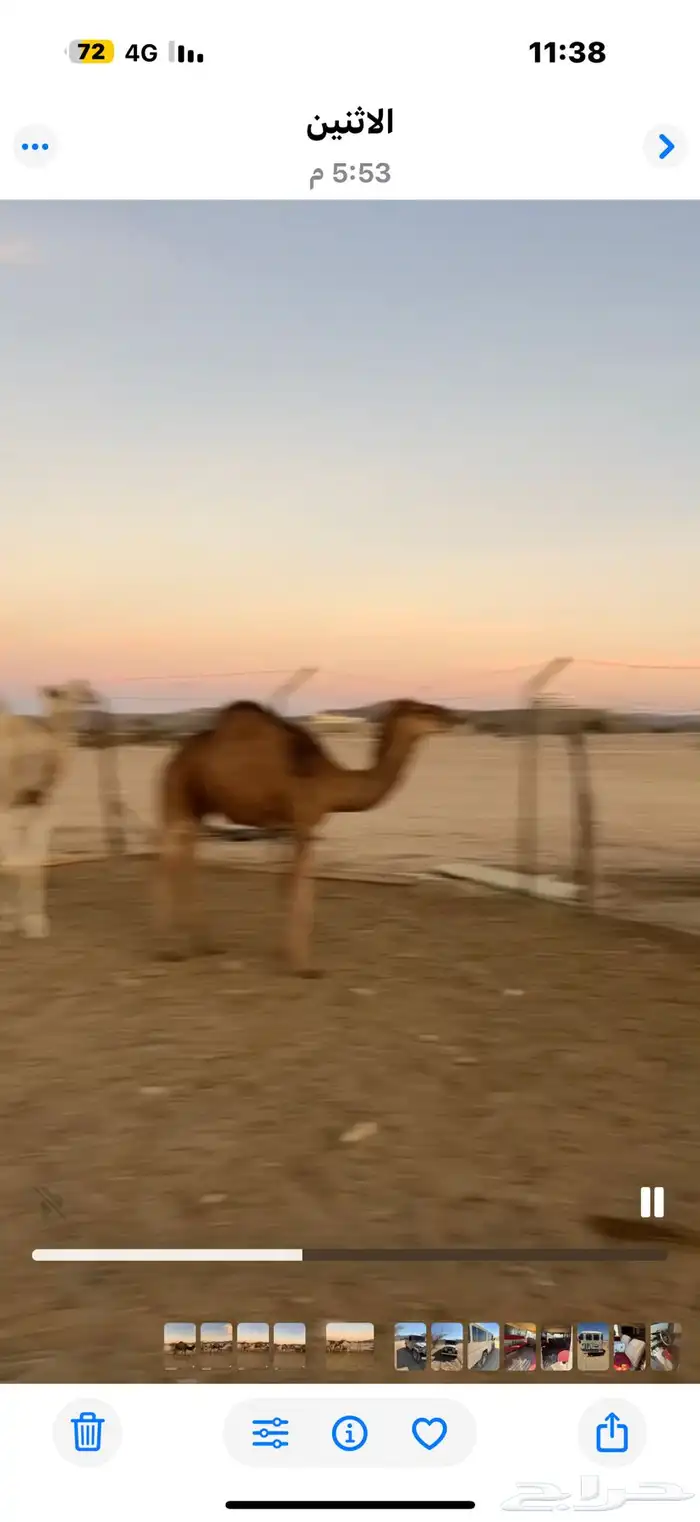 حشوان قعدان وبكار فل شحم 3