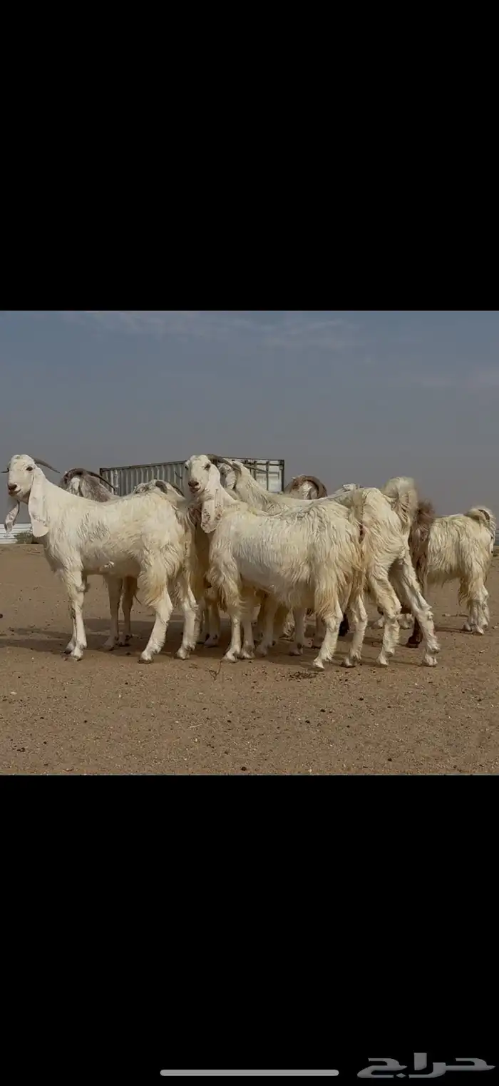 مراح مشاريك ومصريات اغلبها ثنوات ورباع دفيع شرط 6