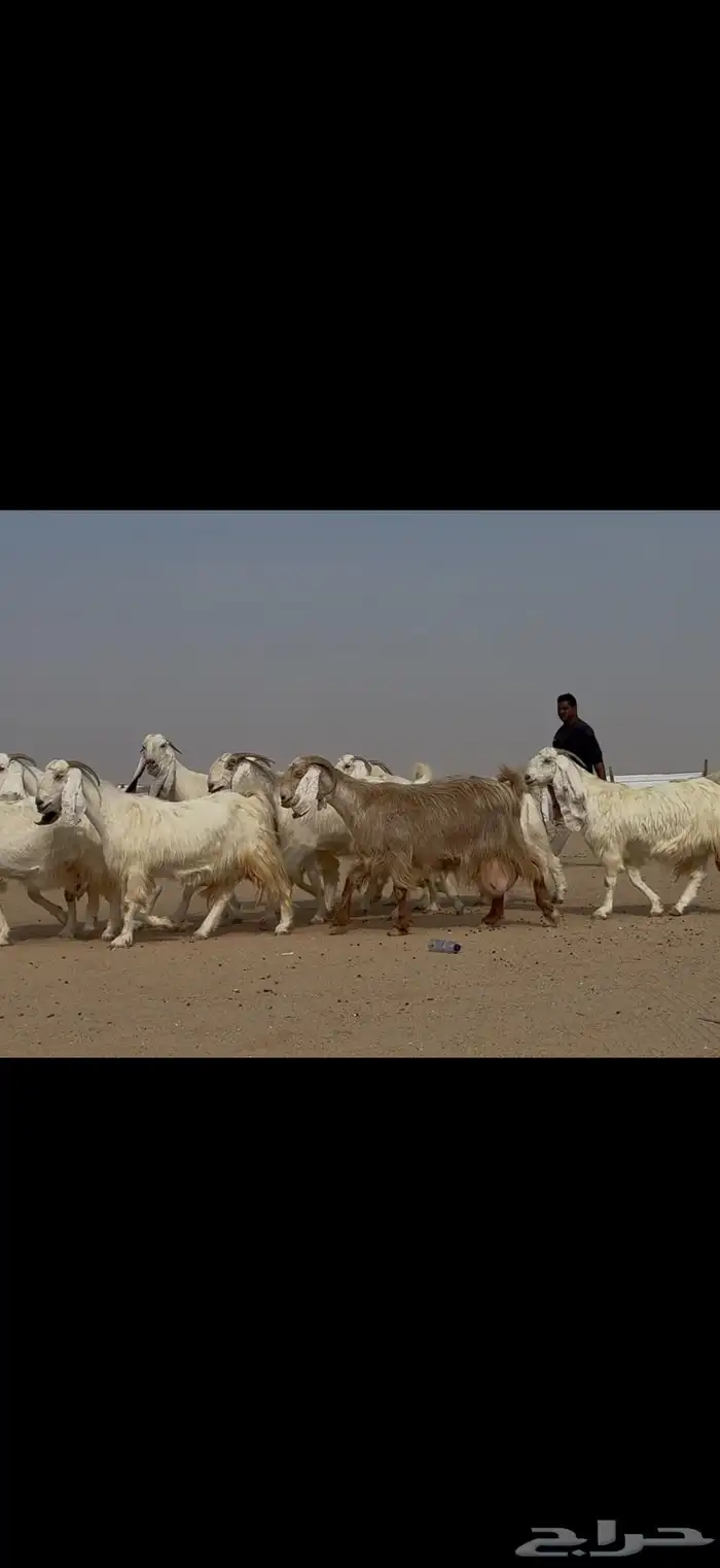 مراح مشاريك ومصريات اغلبها ثنوات ورباع دفيع شرط 9