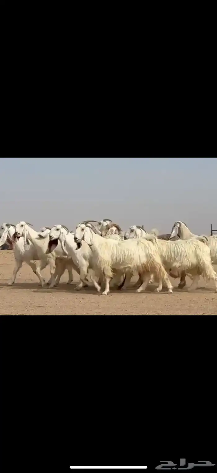 مراح مشاريك ومصريات اغلبها ثنوات ورباع دفيع شرط 0