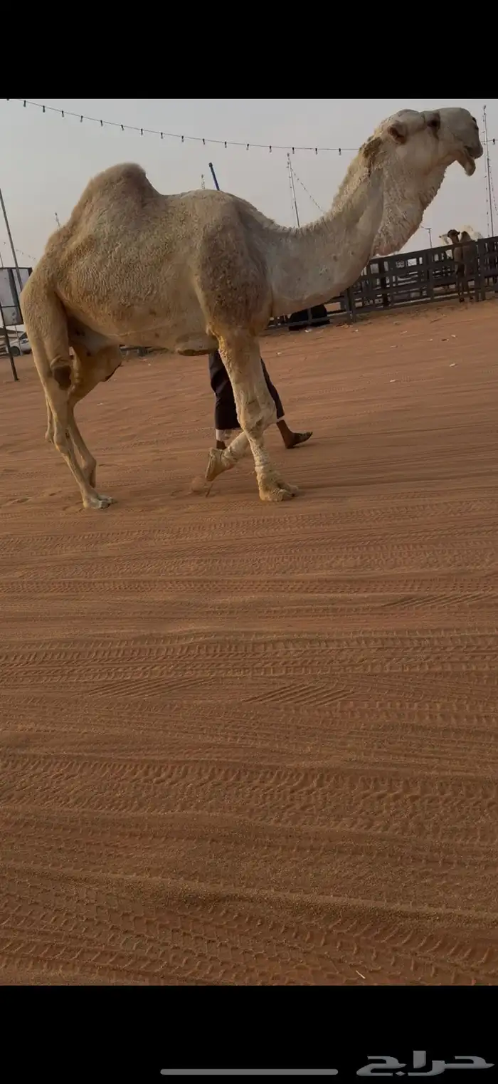 بعير طيب منتج 2