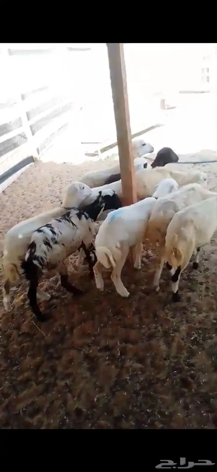 8 رخال رفيديات بلدي ومهجنات تم البيع تم البيع 2