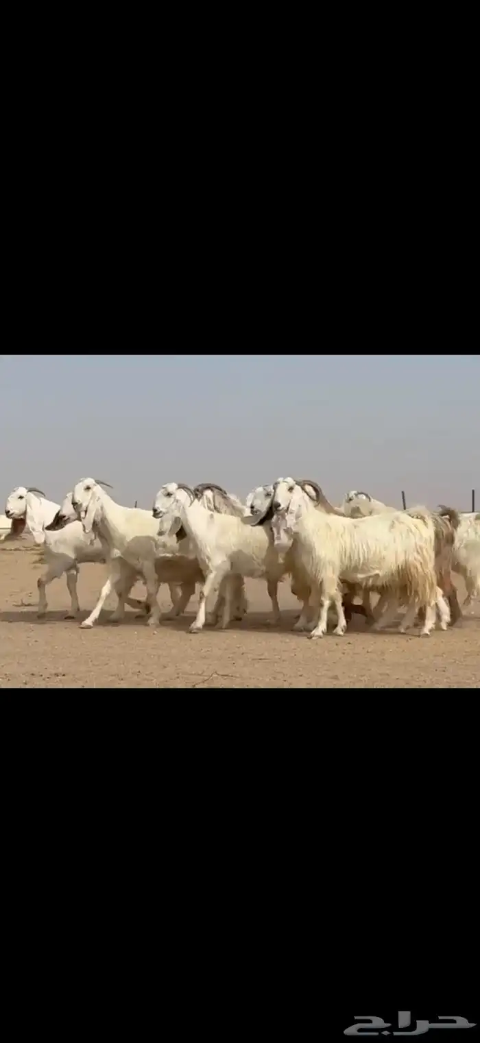 مراح مشاريك ومصريات اغلبها ثنوات ورباع دفيع شرط 1