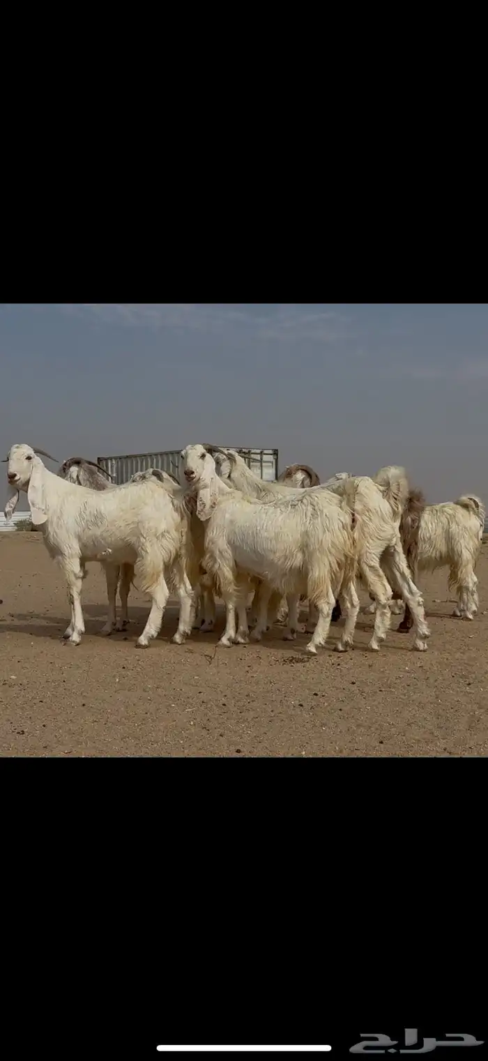 مراح مشاريك ومصريات اغلبها ثنوات ورباع دفيع شرط 7