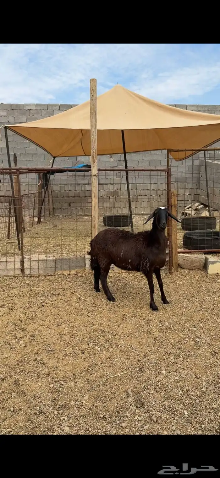 طليان وتيوس وسواكن ذبائح للبيع كاش و تمارا يوجد ذبح وتوصيل 23