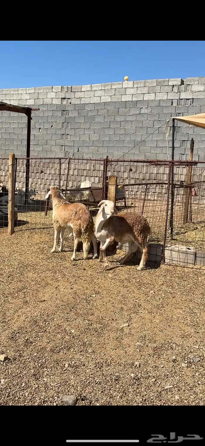 طليان وتيوس وسواكن ذبائح للبيع كاش و تمارا يوجد ذبح وتوصيل 29