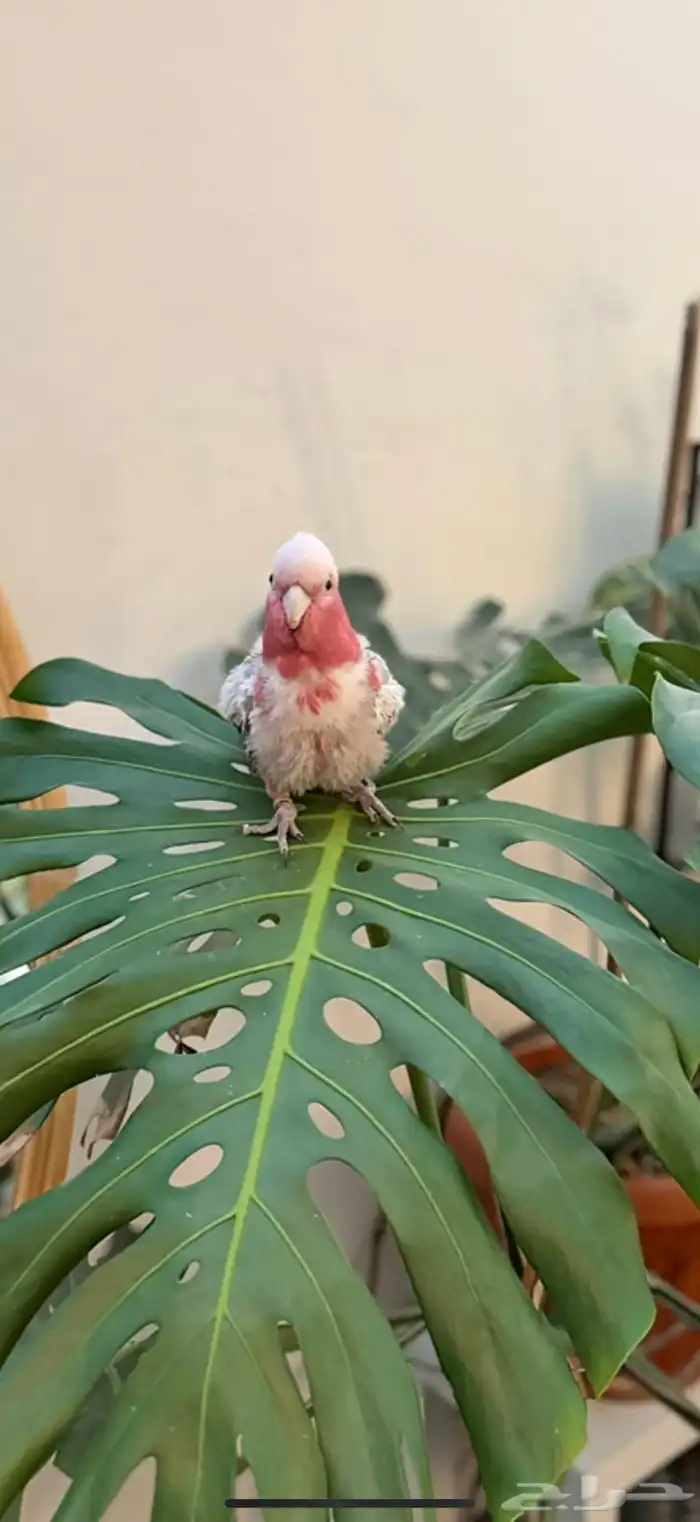 ببغاء كوكاتو قالا 2