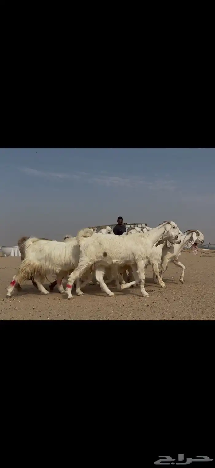 مراح مشاريك ومصريات اغلبها ثنوات ورباع دفيع شرط 10