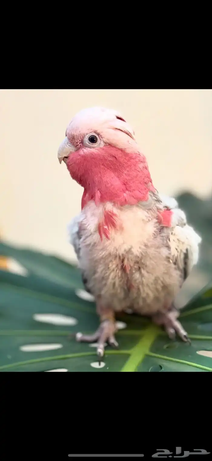 ببغاء كوكاتو قالا 3