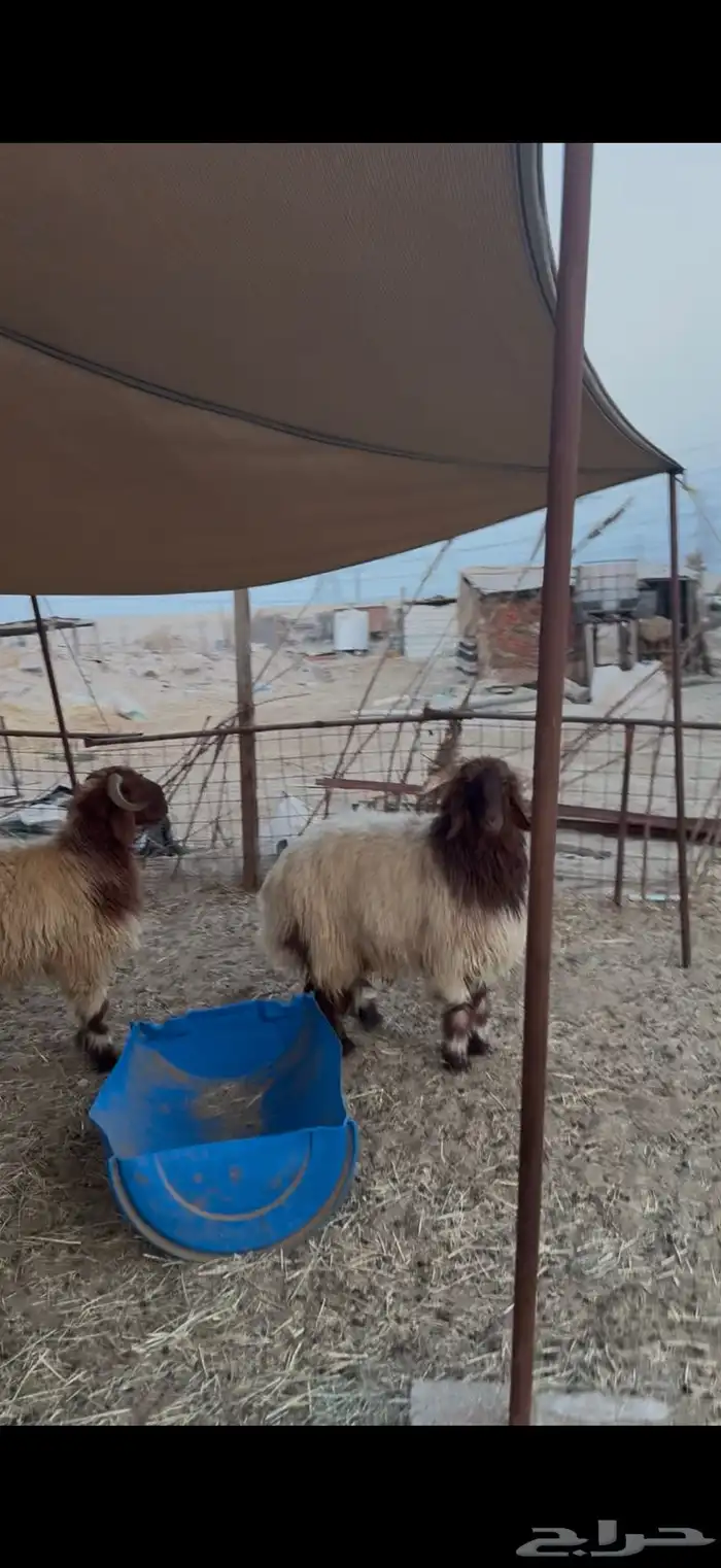 ذبايح نعيم جذعان مفاطيح وجذعان حري ناهيه 0