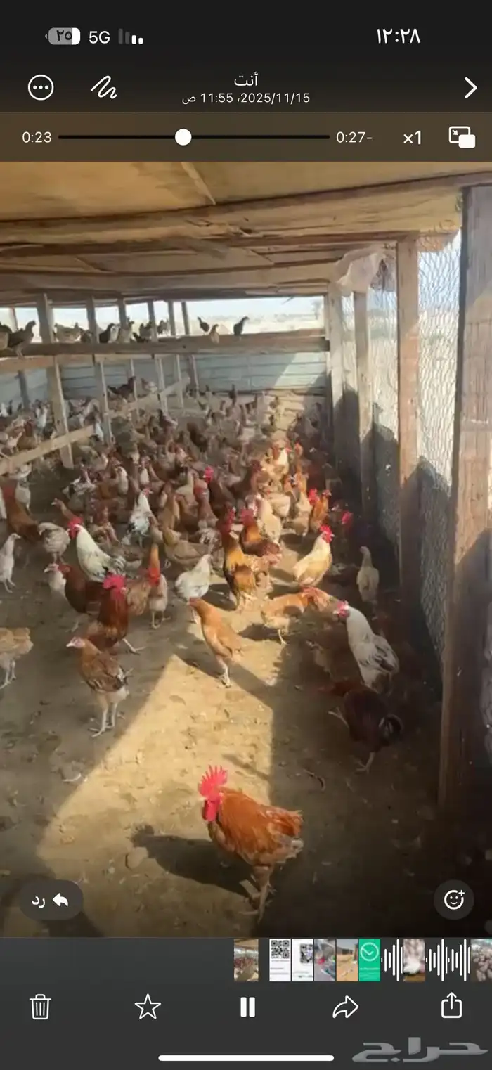 تشاليح الجبيل 1