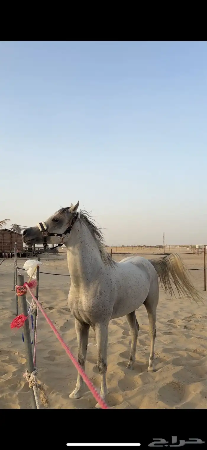 حصان واهو للبيع 1