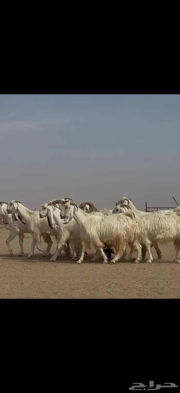 مراح مشاريك ومصريات اغلبها ثنوات ورباع دفيع شرط 8