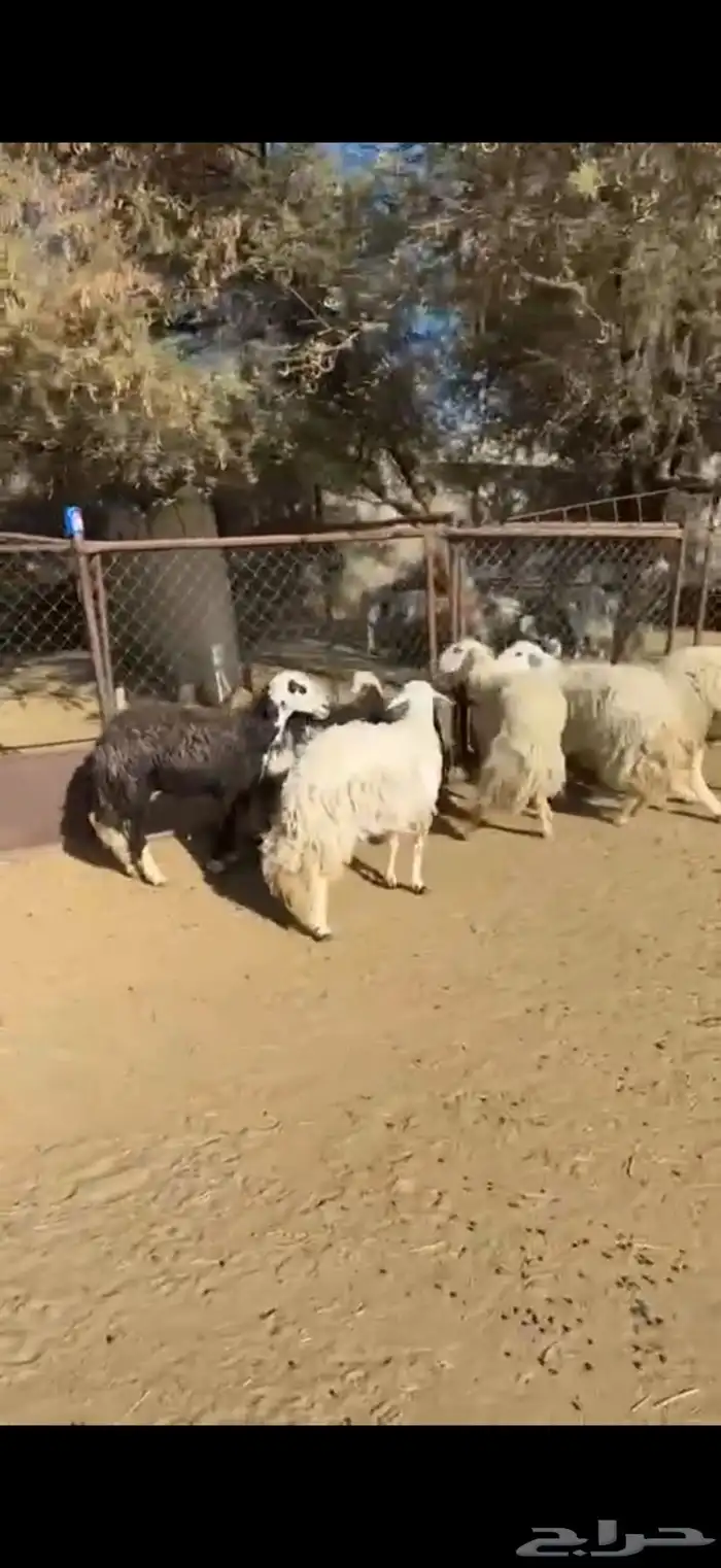 6من الغنم بفحلها أسنان ونضاف 0