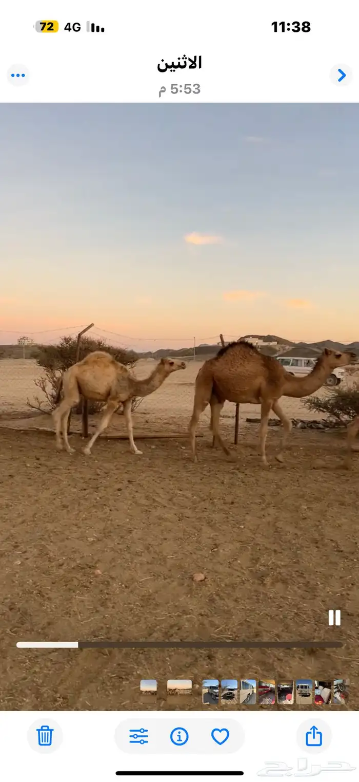 حشوان قعدان وبكار فل شحم 6