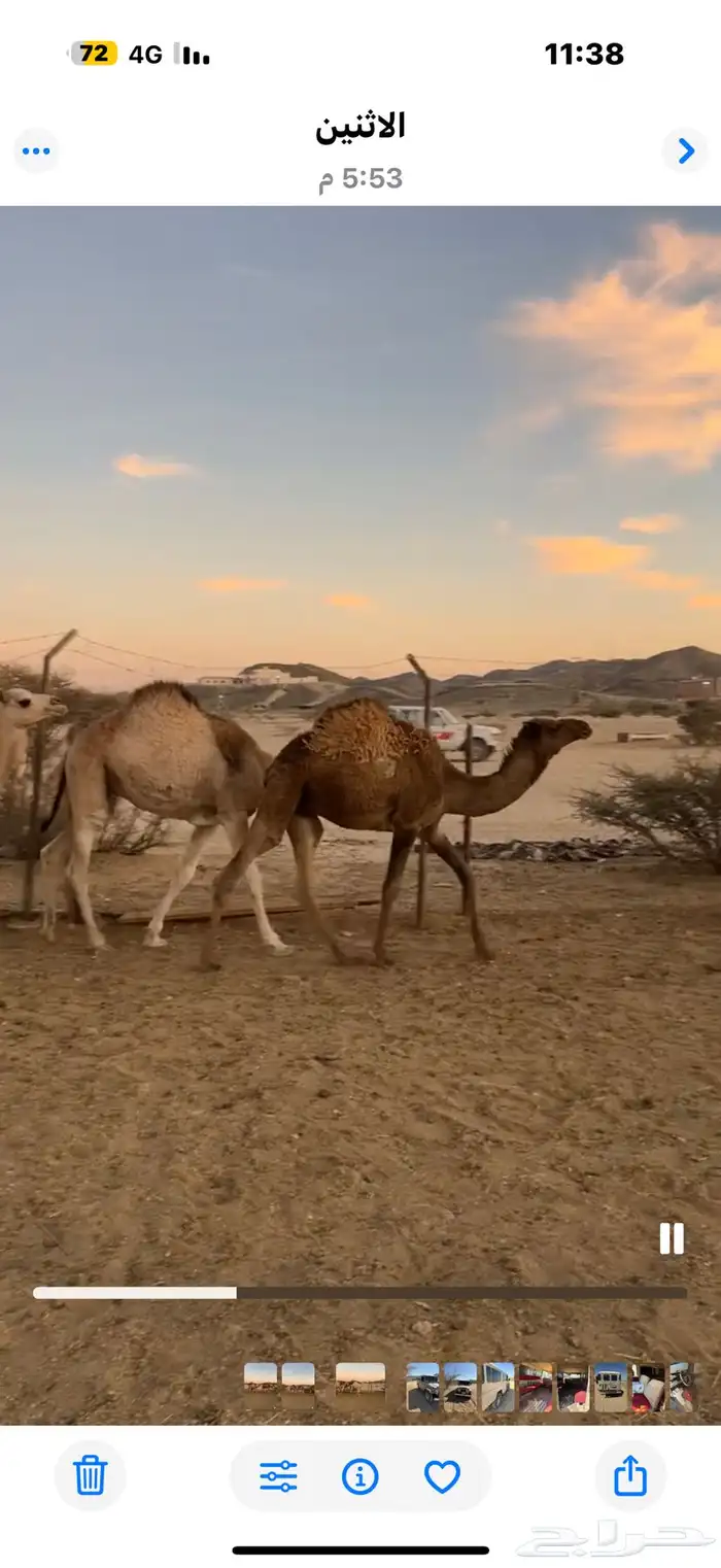 حشوان قعدان وبكار فل شحم 5