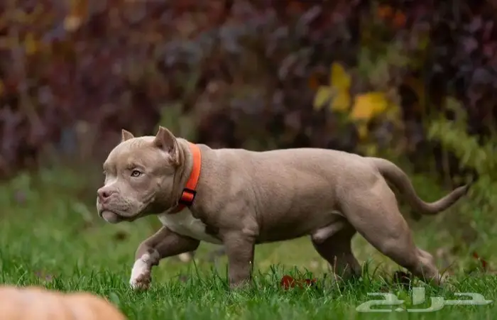 جراء أمريكان بودي للبيع 2