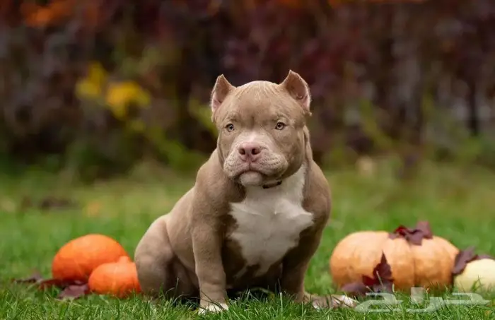 جراء أمريكان بودي للبيع 0