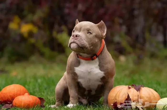 جراء أمريكان بودي للبيع 4