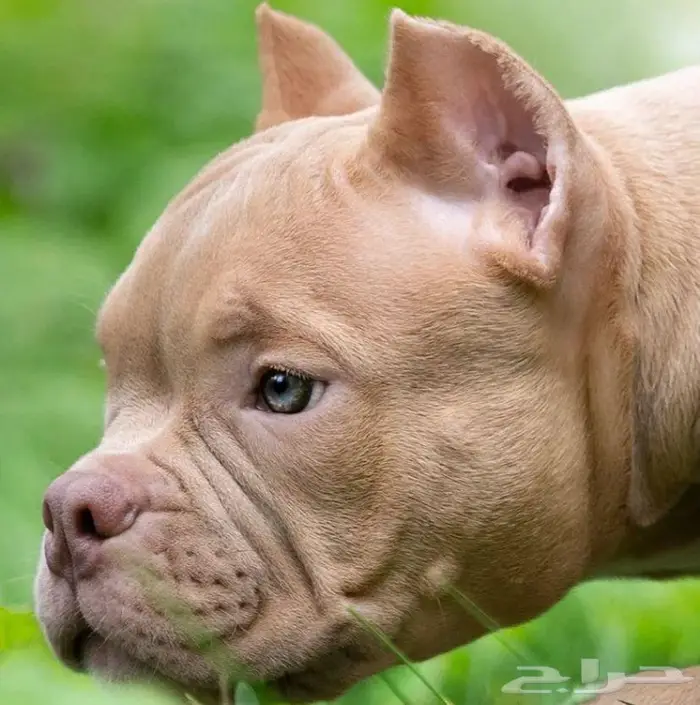 جراء أمريكان بودي للبيع 9