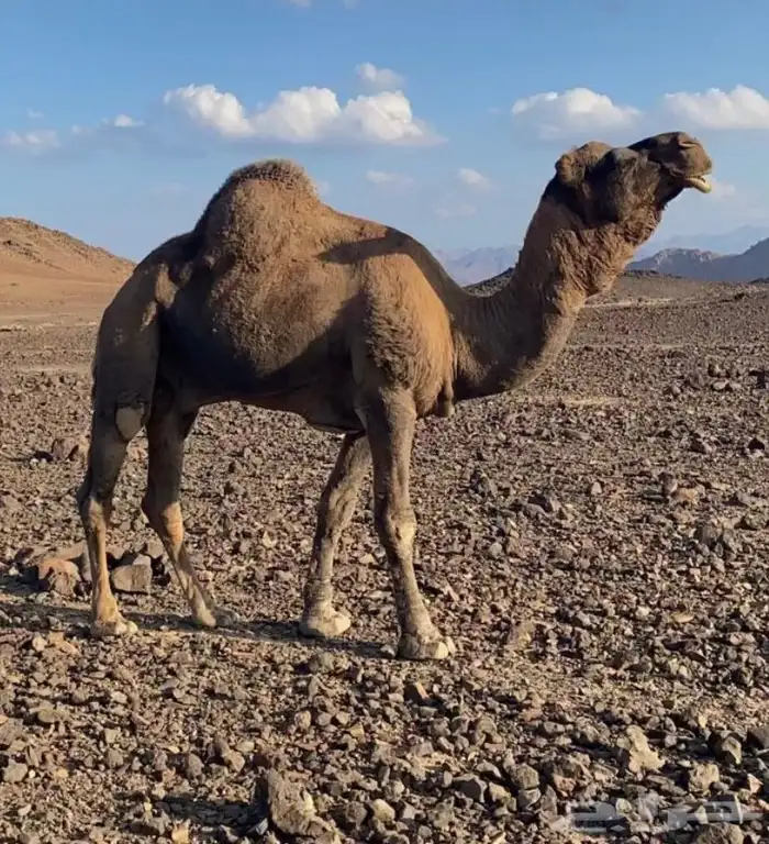 للبيع جمل احمر مشروط يضرب البكار ويضرب النياق 2