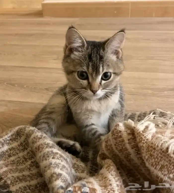 قط للتبني القصيم رياض الخبراء 0