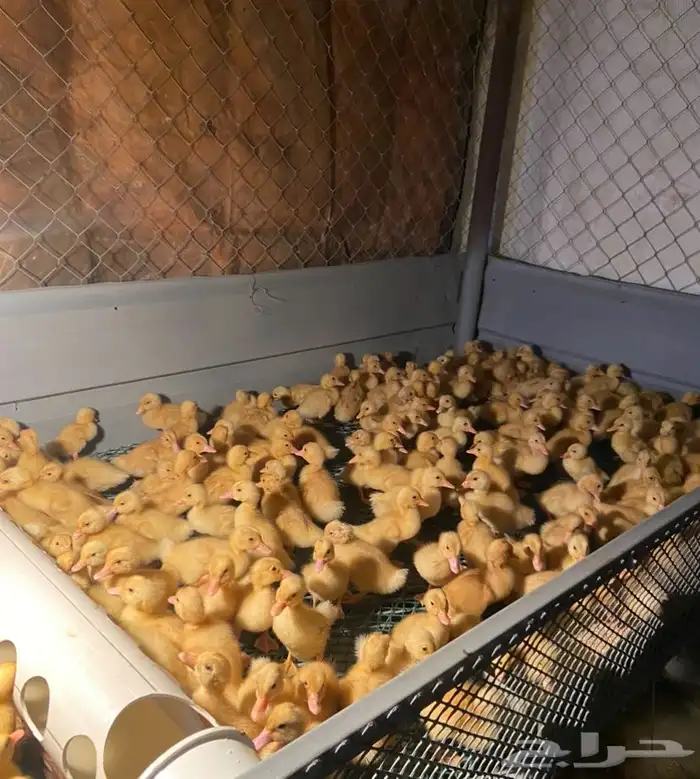 للبيع صوص بط بكيني 2