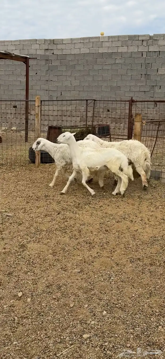 طليان وتيوس وسواكن ذبائح للبيع كاش و تمارا يوجد ذبح وتوصيل 5