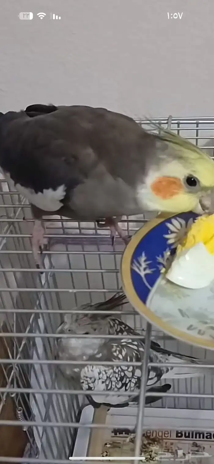 السلام عليكم ورحمة الله وبركاته ماشاء الله زوج كروان منتج 0