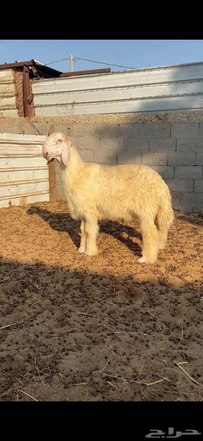 خروف عيسى فاخر 0