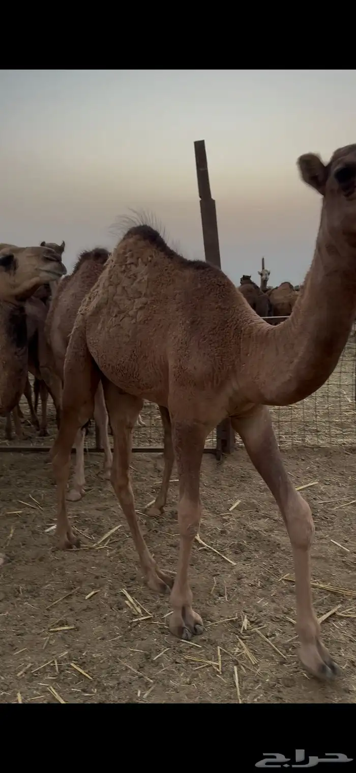 العدد 7 والبيع سمح 0