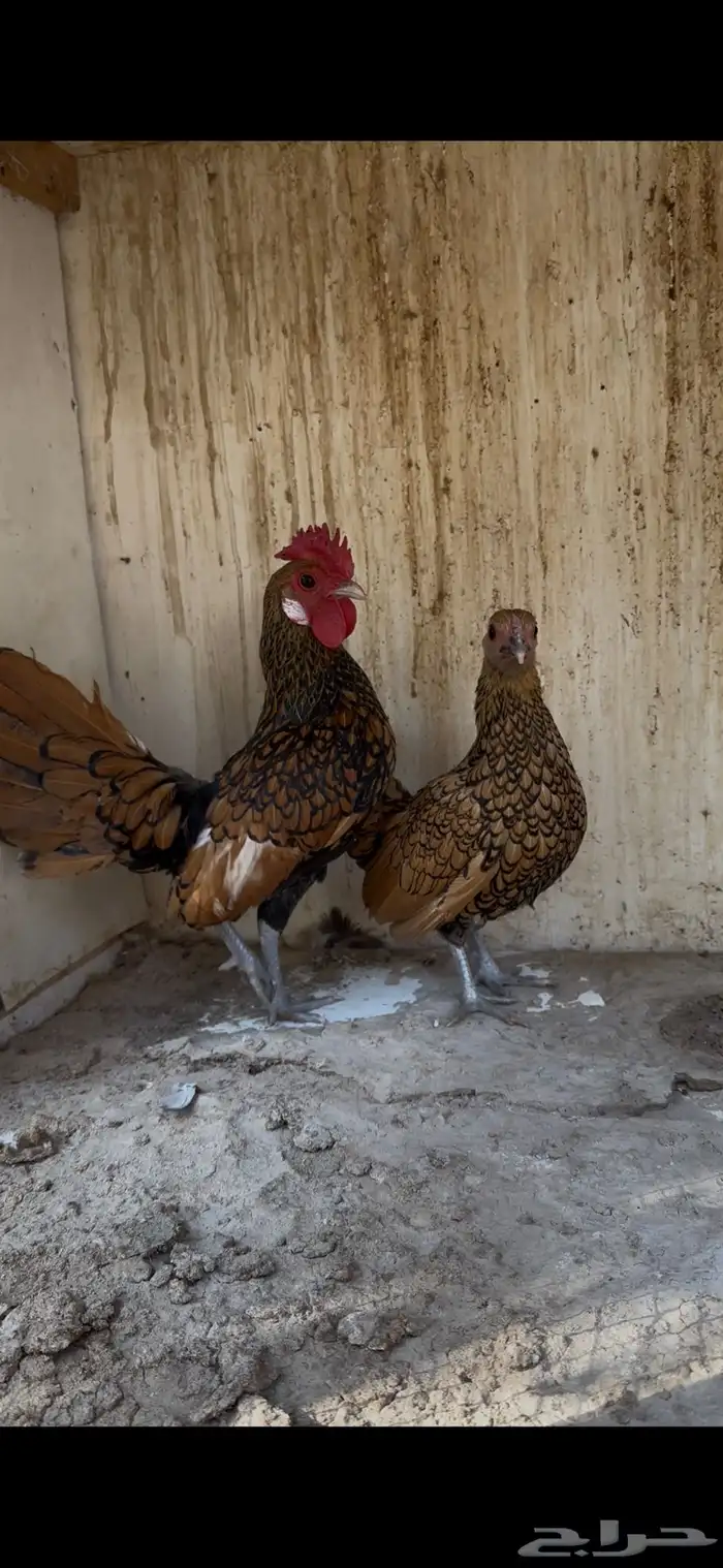 للبيع جوز دجاج سبرايت 2