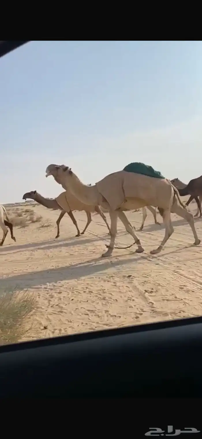 فحل اشقح ككفو و طيب للبيع 3