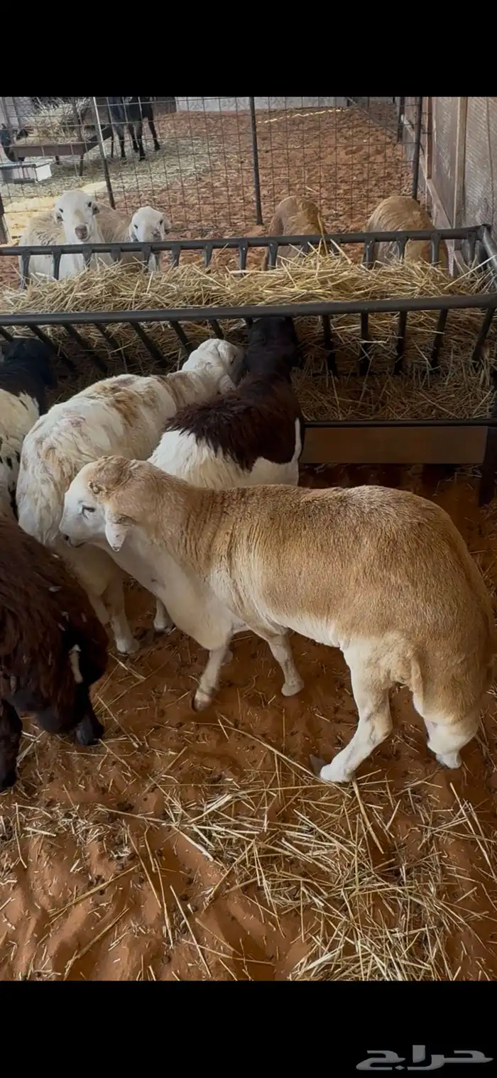 رفيدي مرابي 0