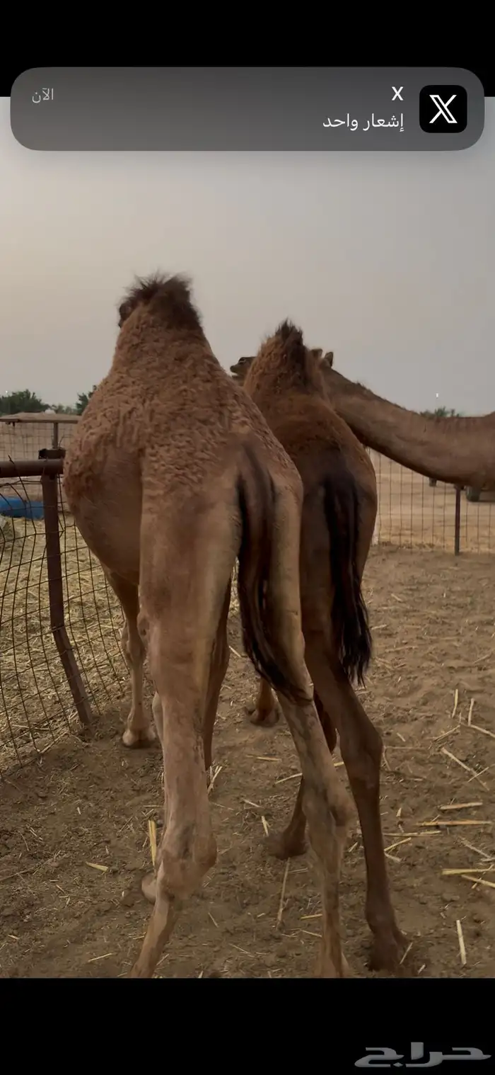 العدد 7 والبيع سمح 5