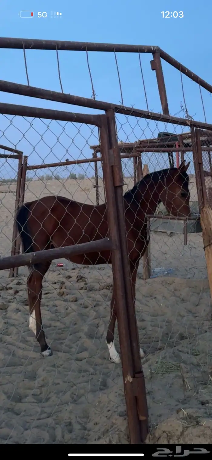 للبيع مهره شعبيه 3