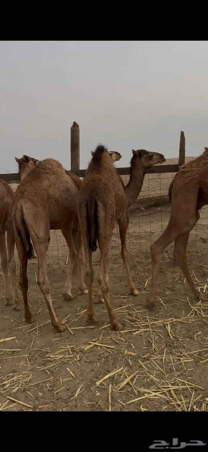 العدد 7 والبيع سمح 8